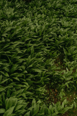 MARIA IRL